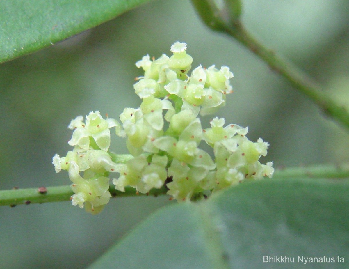 Tetrastigma nilagiricum (Miq.) B.V.Shetty